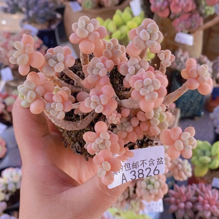 花朵鱼子酱老桩10cm3826多肉植物