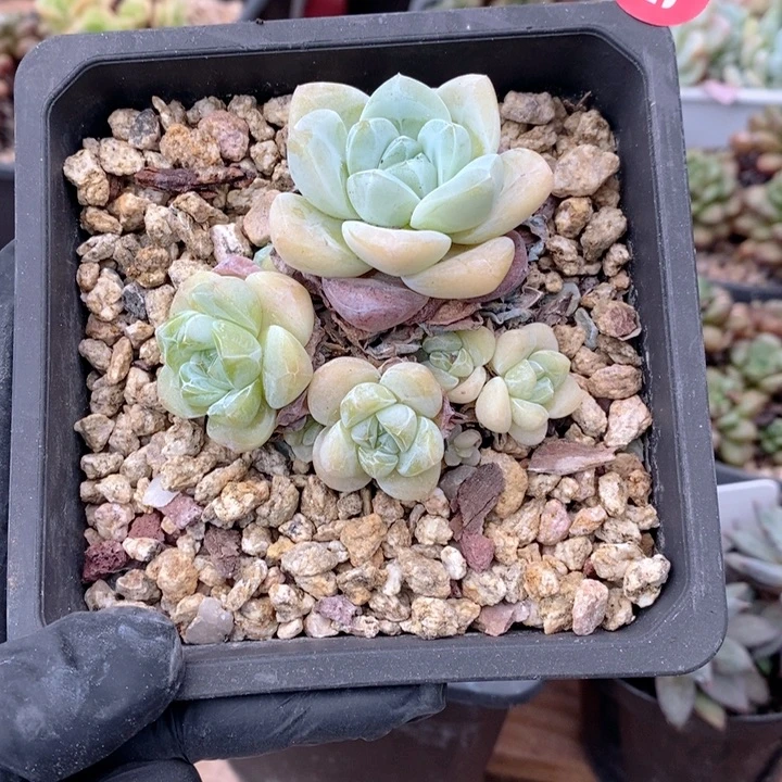 冰玉5头呀呀呀呀呀