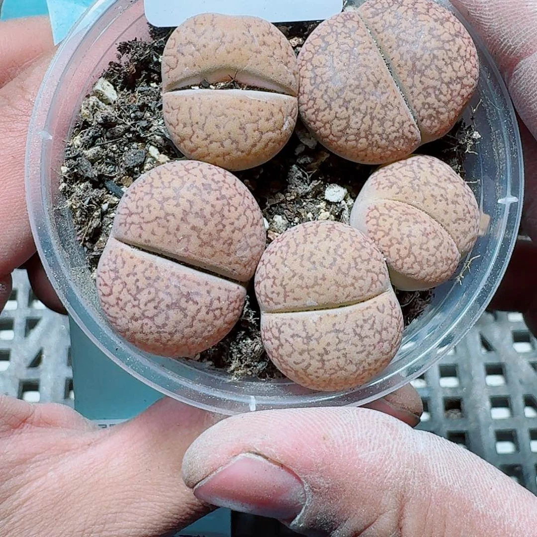 272 多肉植物多肉植物