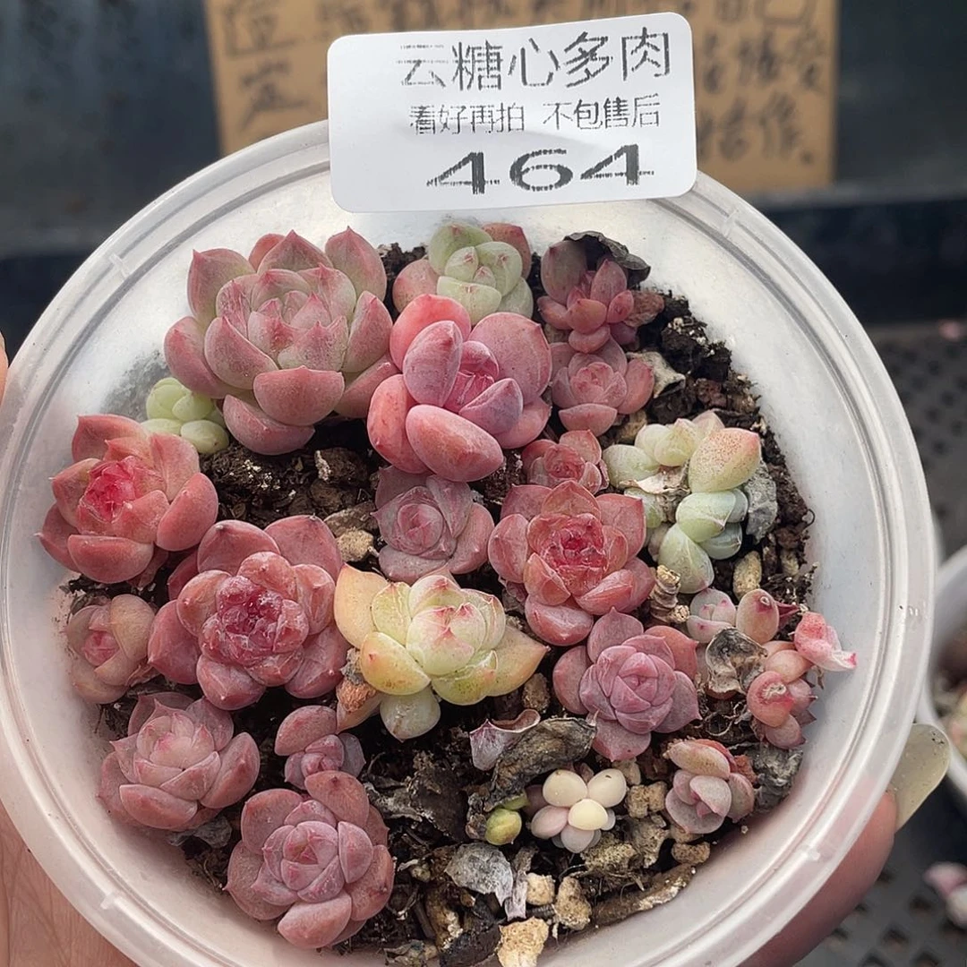 云糖心多肉植物464