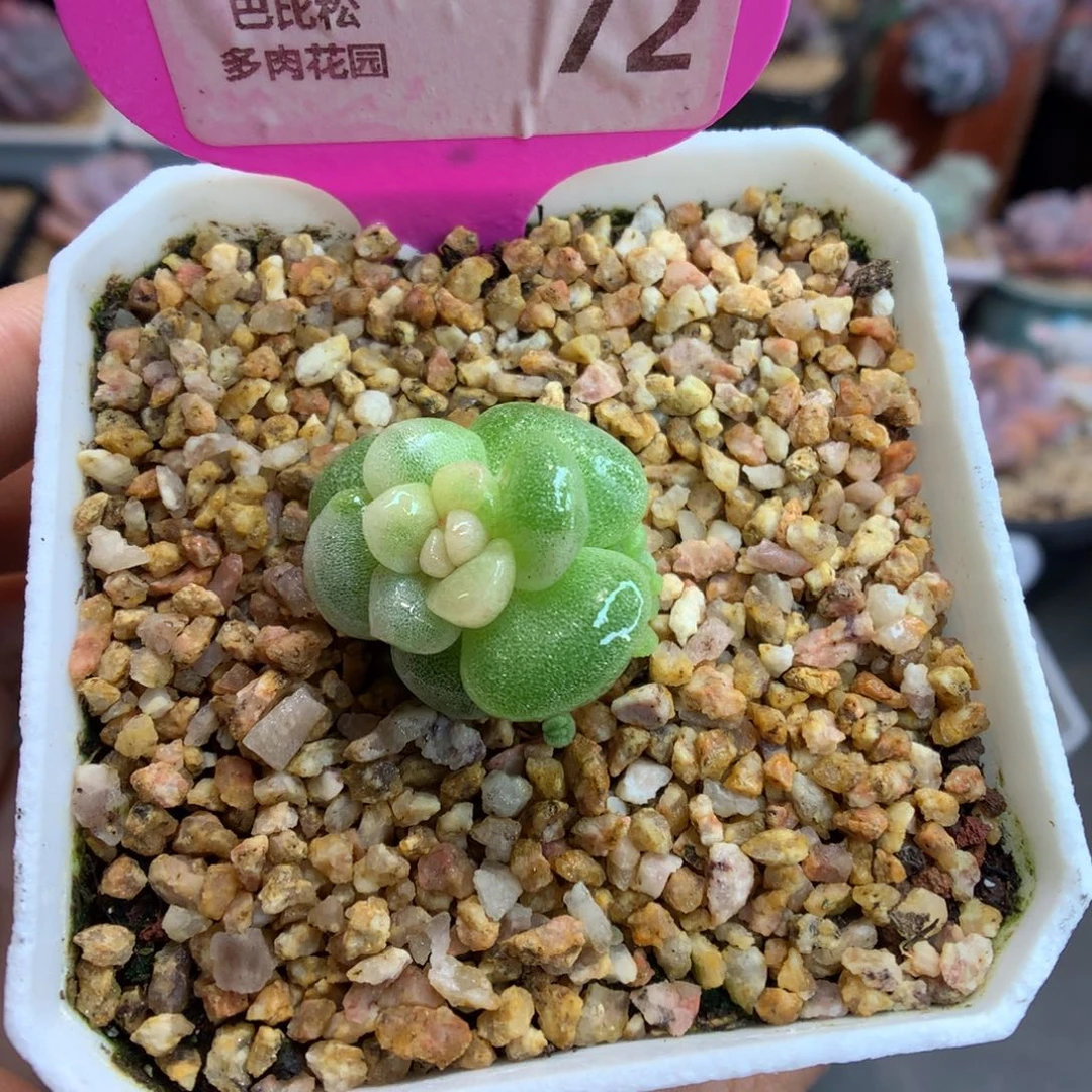 72黄白锦冰玉石化多肉植物