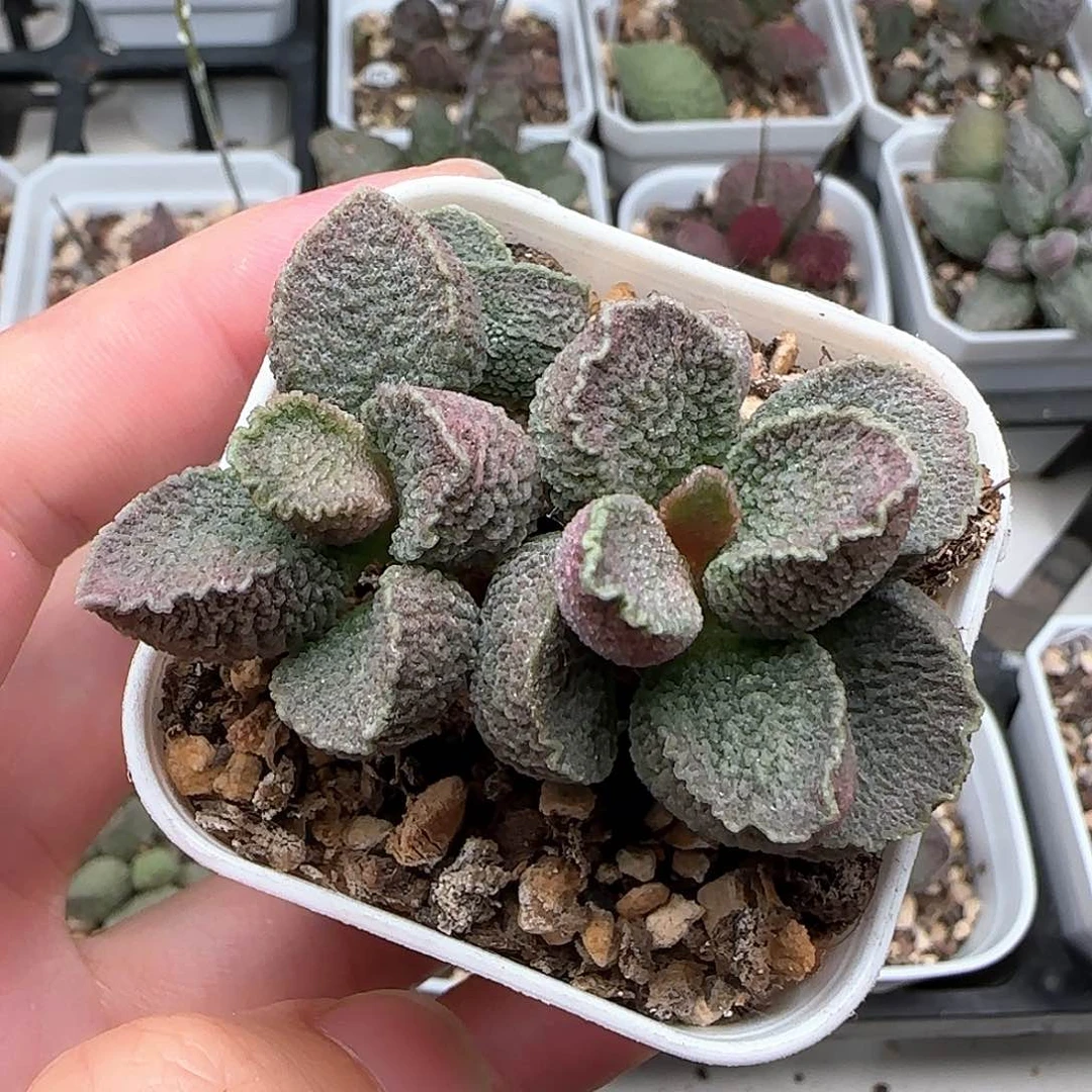 哈默猪肝多肉水泡植物