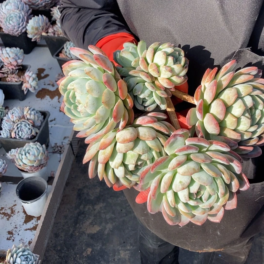 11.21全明星有桩绿绿绿随机发货一颗