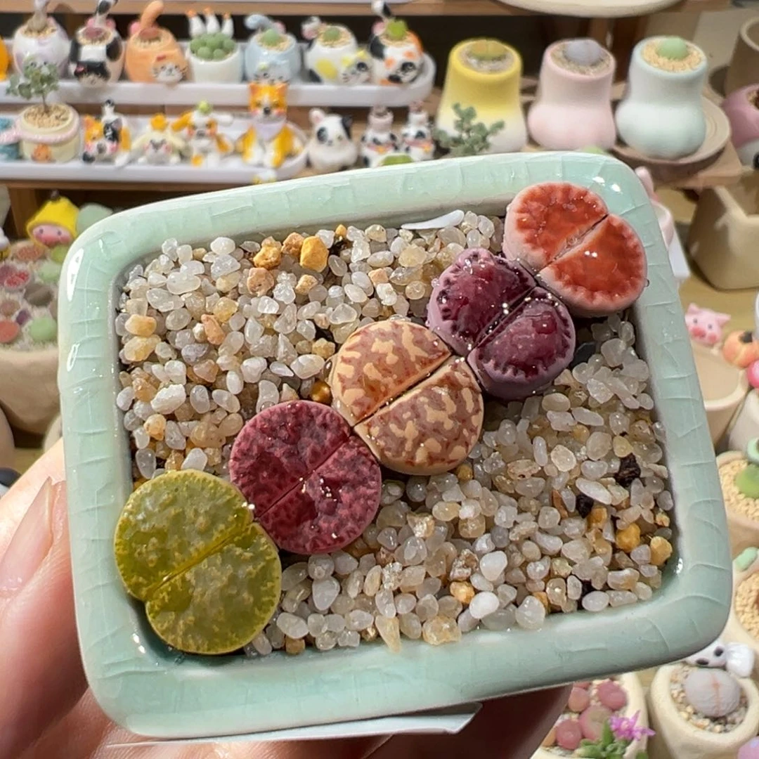 多肉植物9号彩色拼盘