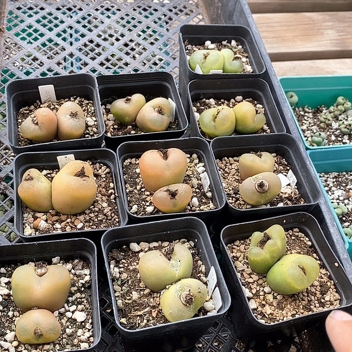 2566双头吕氏毛一颗