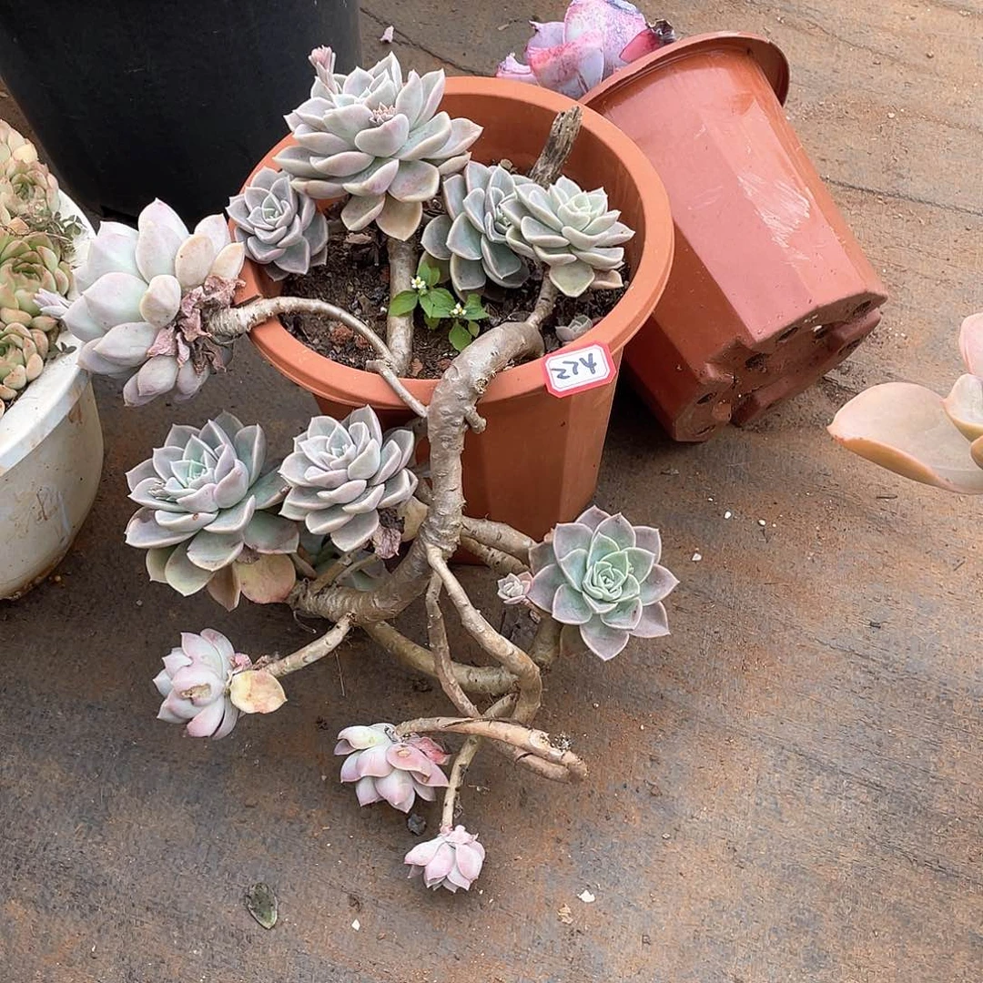 274哈利 一物一拍多肉