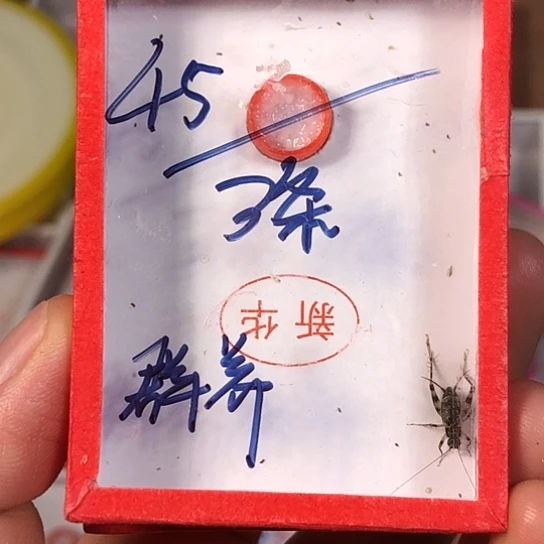 无***道蟋蟀3333333333333333333