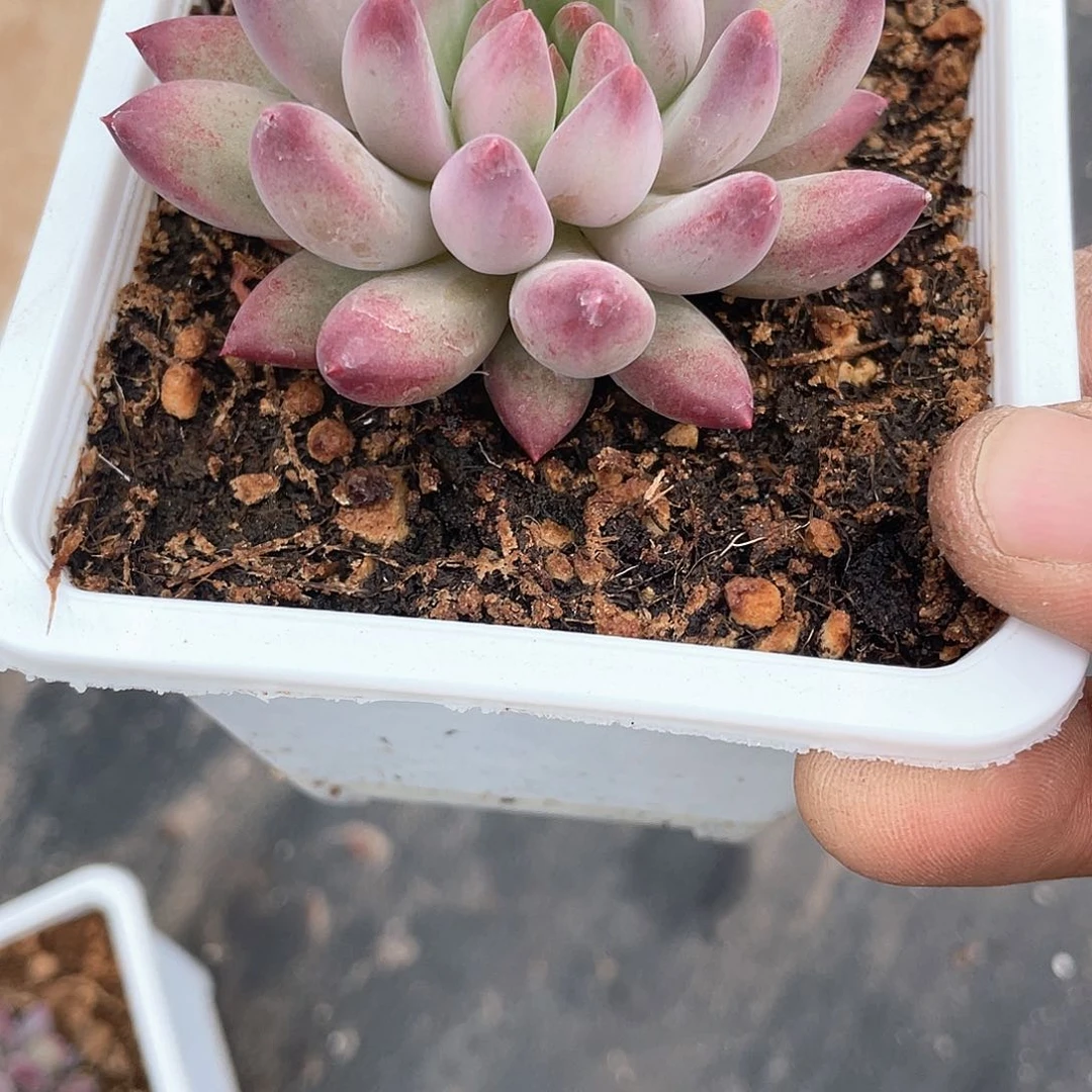 虞美人单头带盆发货