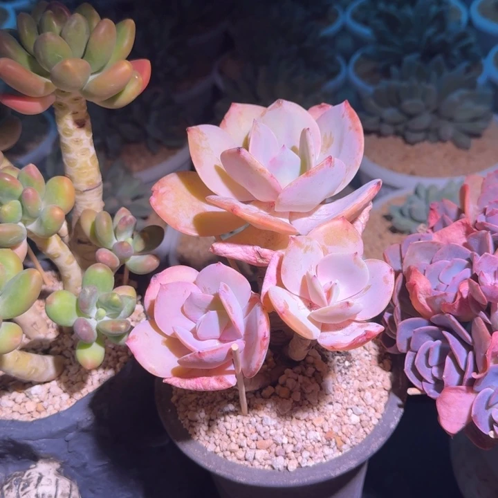 血凤 3头  一物一拍