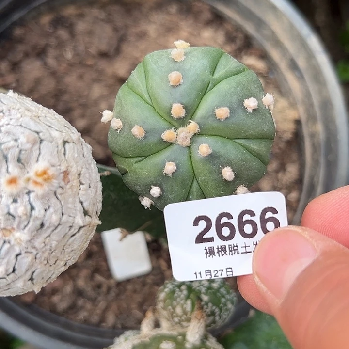 2666号三角苗接五愣副愣兜