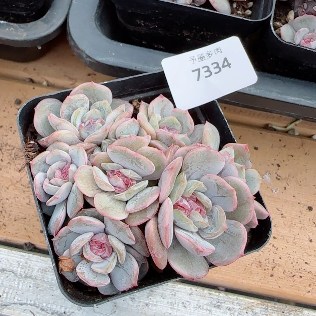 宫花群，7334多肉植物