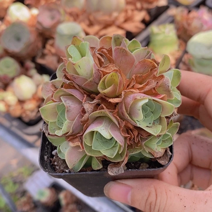 山地玫瑰红色花球