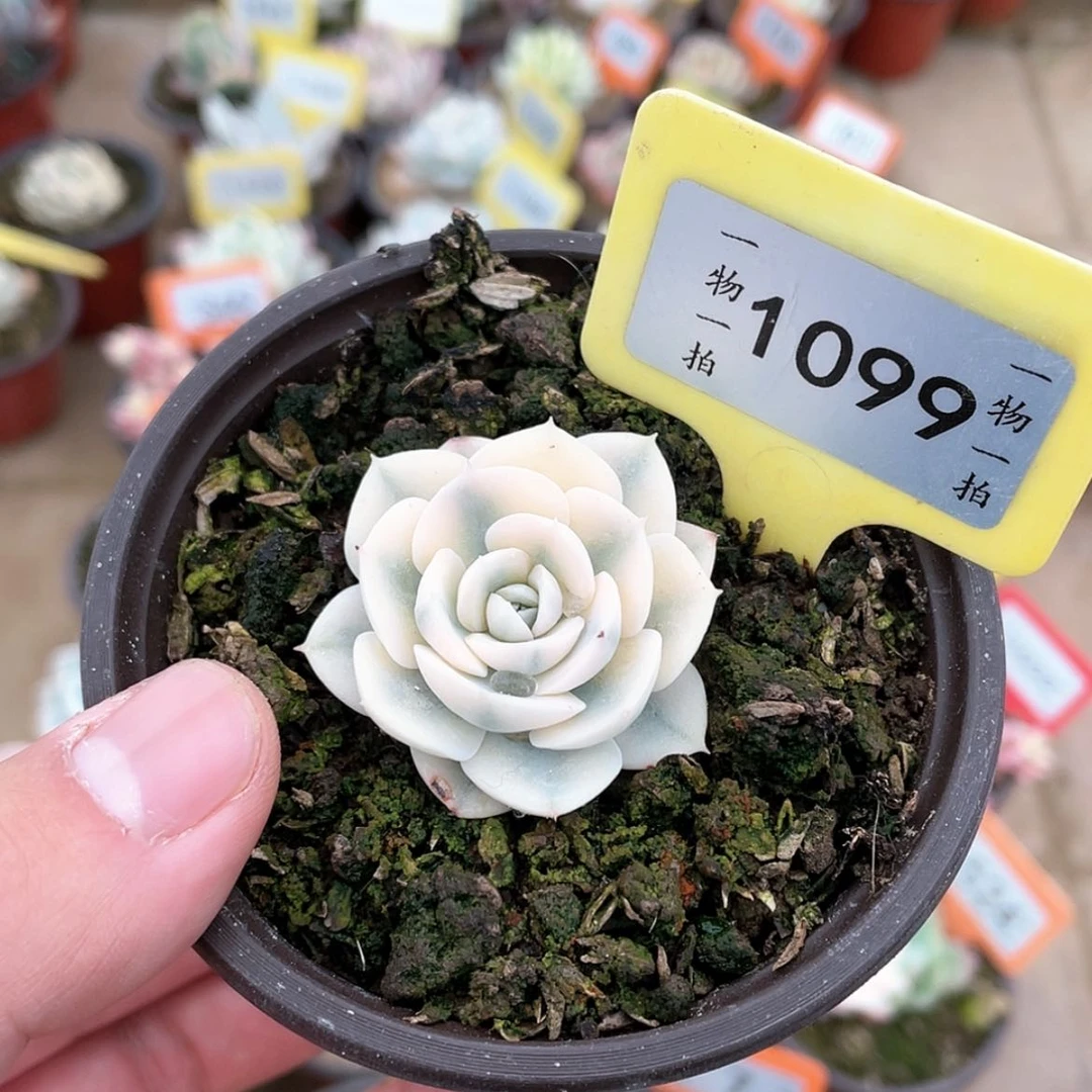 【闪购商品】1099号