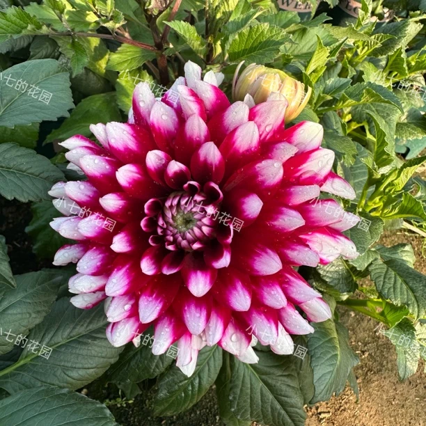 【爱丁堡】大丽花（盆栽）带花苞原盆发货（盆坏不赔