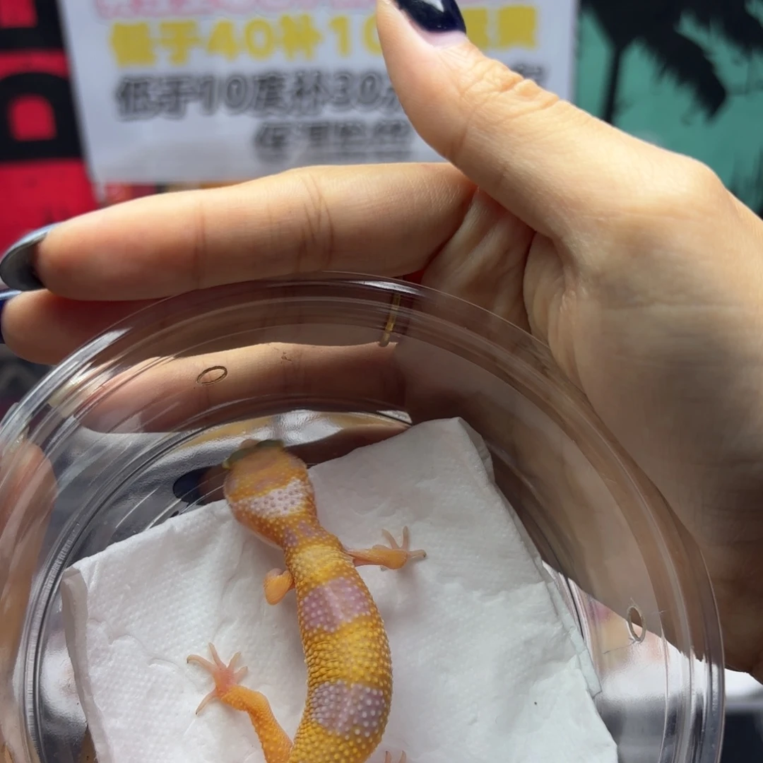 豹纹守宫川普橘白妹妹K17