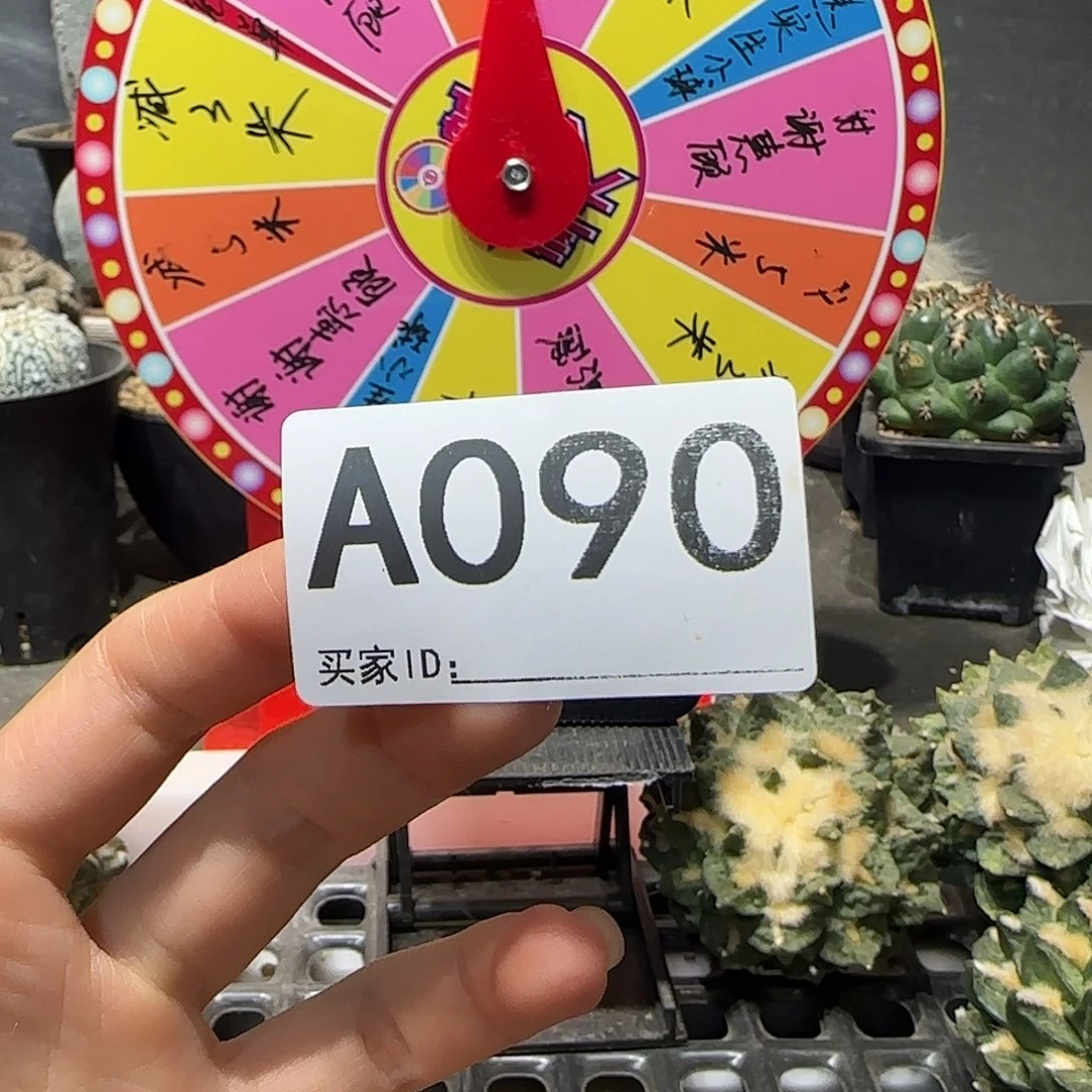 b***y实生仙人球特价一颗