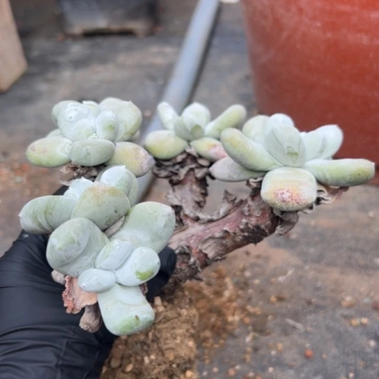 春****?谢谢姐姐～一物一拍