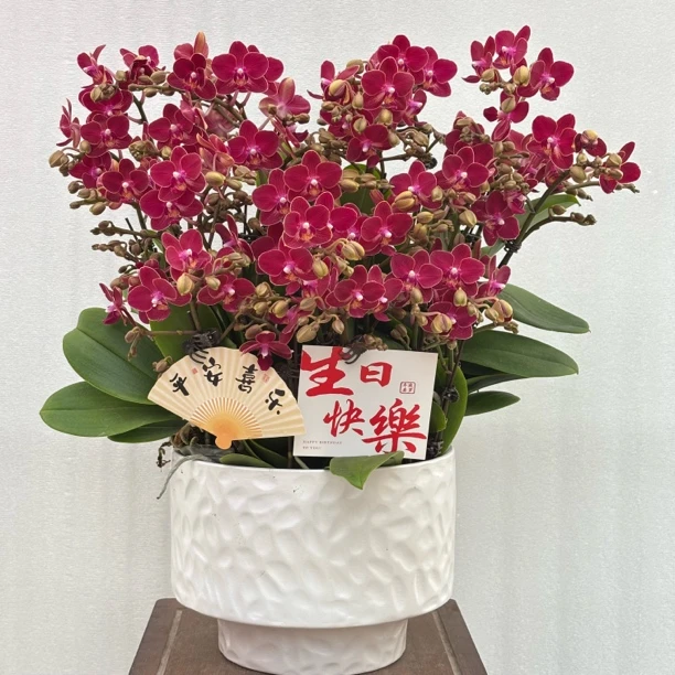 国之兰[香妃] 经典款复古红色带香气的蝴蝶兰室内花卉 基地直发