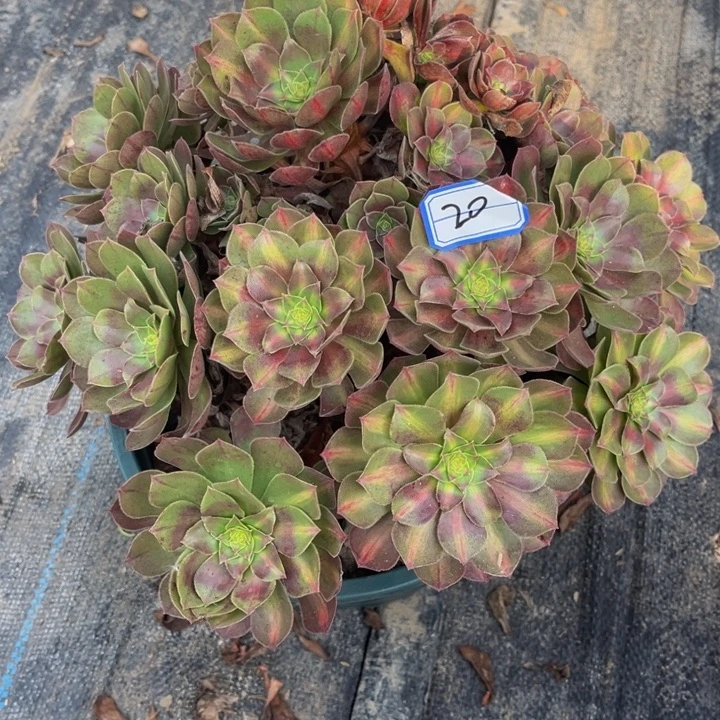 20多肉植物法师老庄