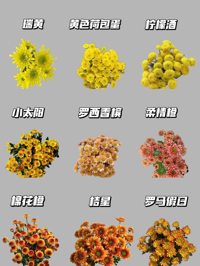 小雏菊 昆明基地直发鲜花