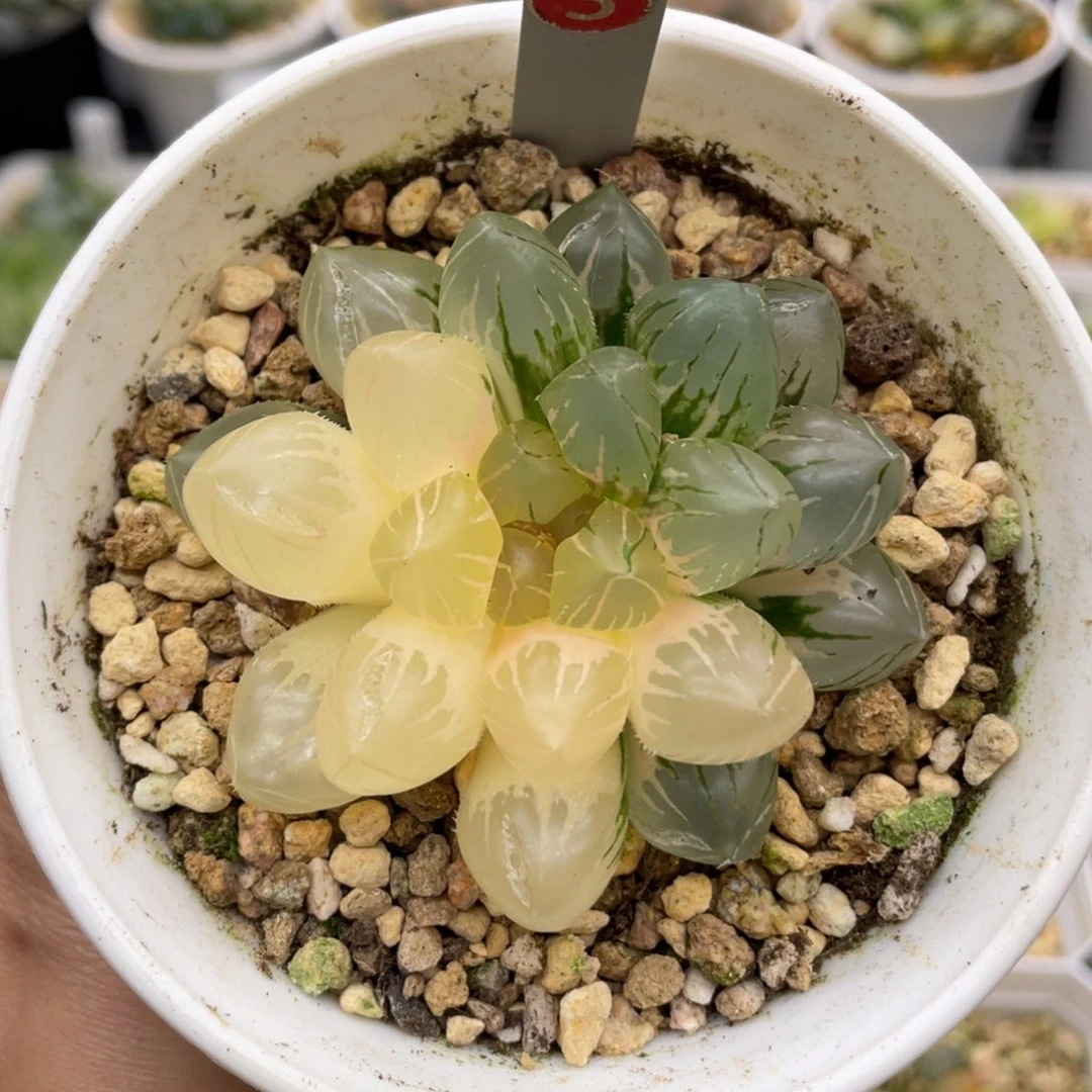 3 om玉露锦 小蔡的菜园