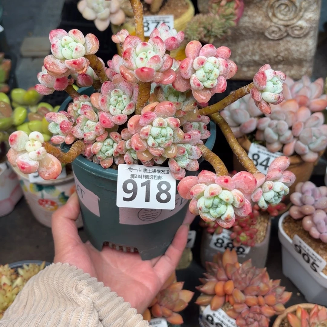 樱花罗绮有砍无盆土发货