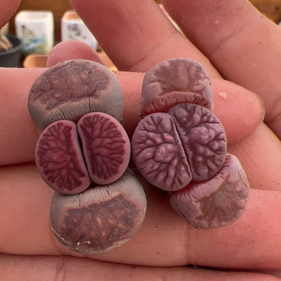 翠*丝0632号紫菊2颗 多肉植物