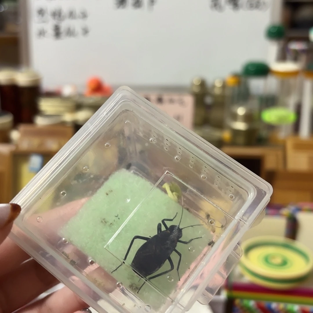 电报一条 不包断须尾