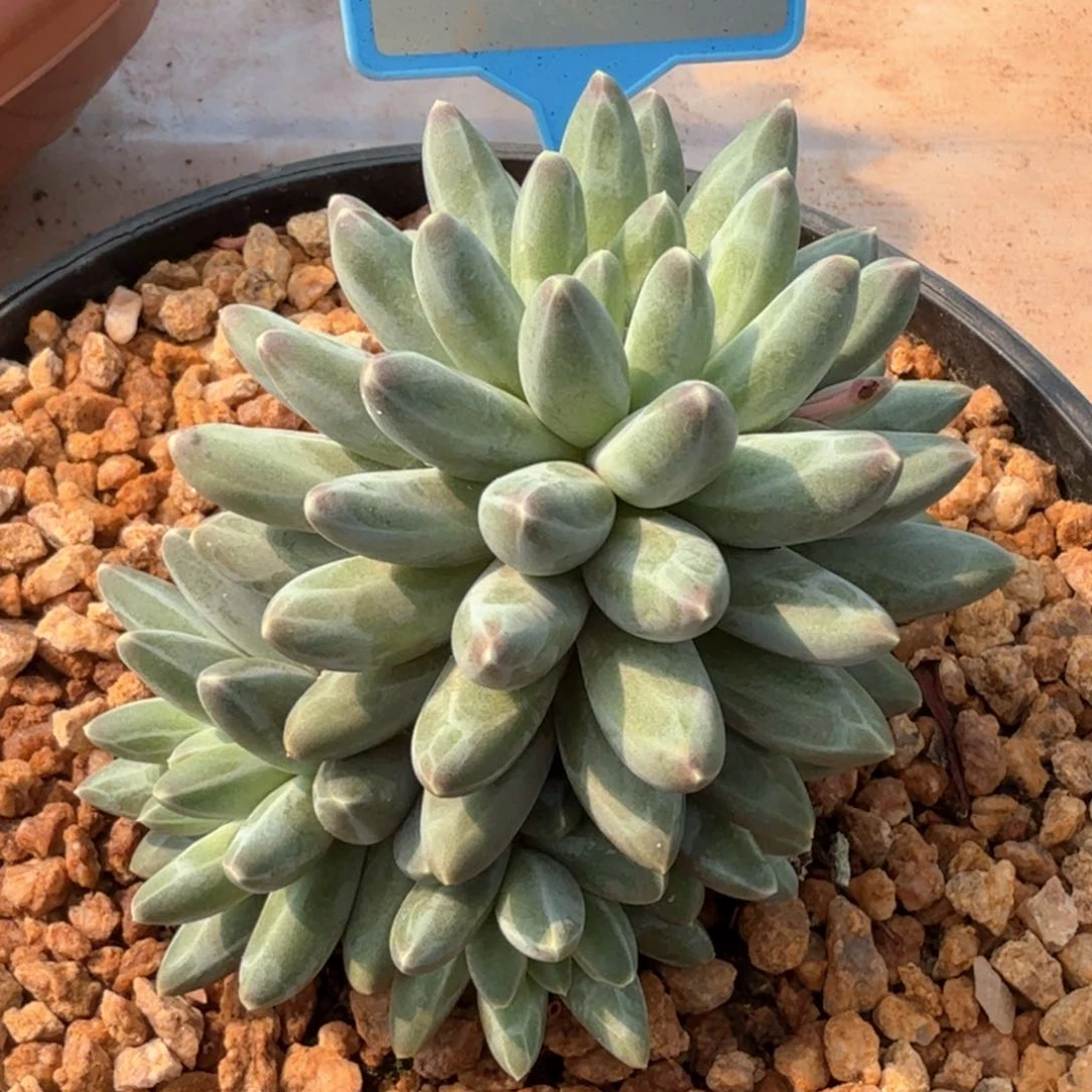 伊卡鲁斯多肉植物051