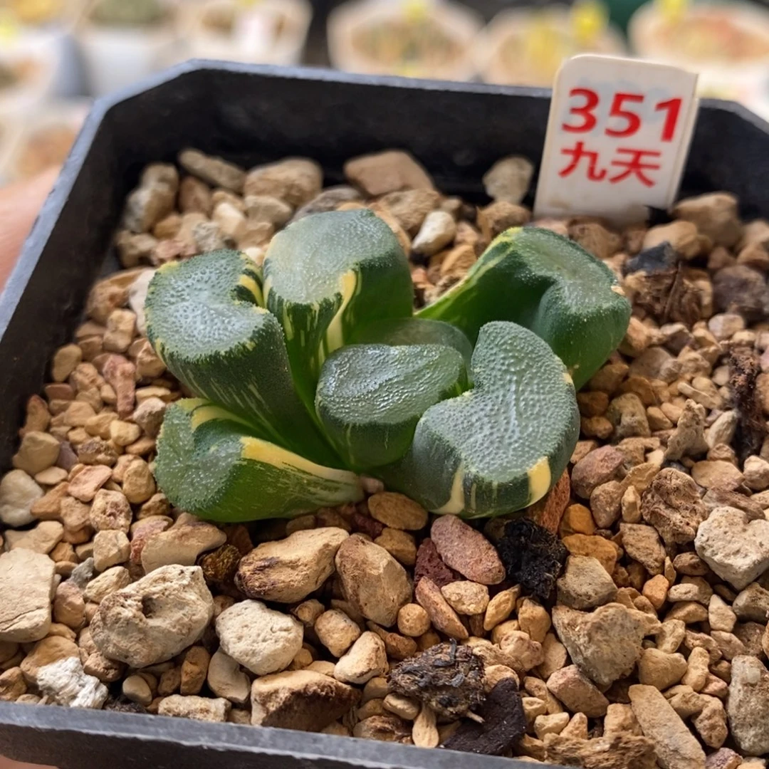 351号大明湖万象锦