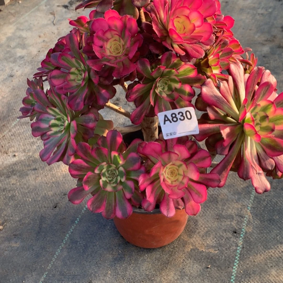 【闪购商品】830舞天姬