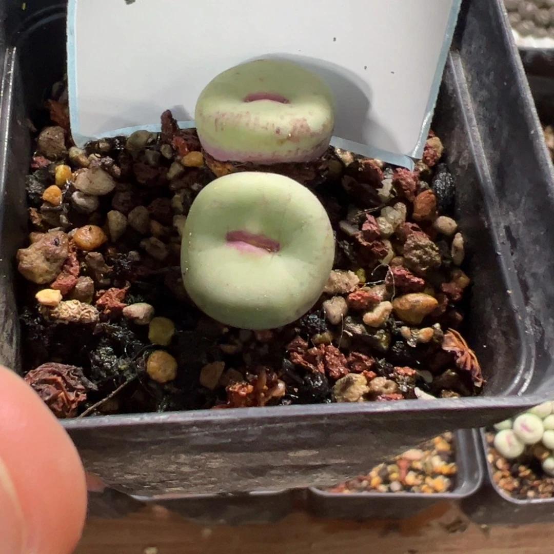 佛***怀14-95肉锥多肉植物
