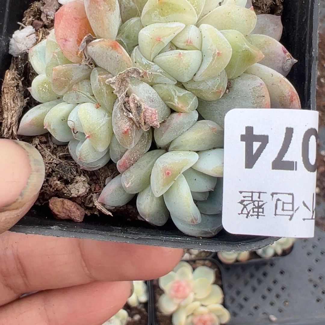 小卡拉米糖心一物一拍20-74