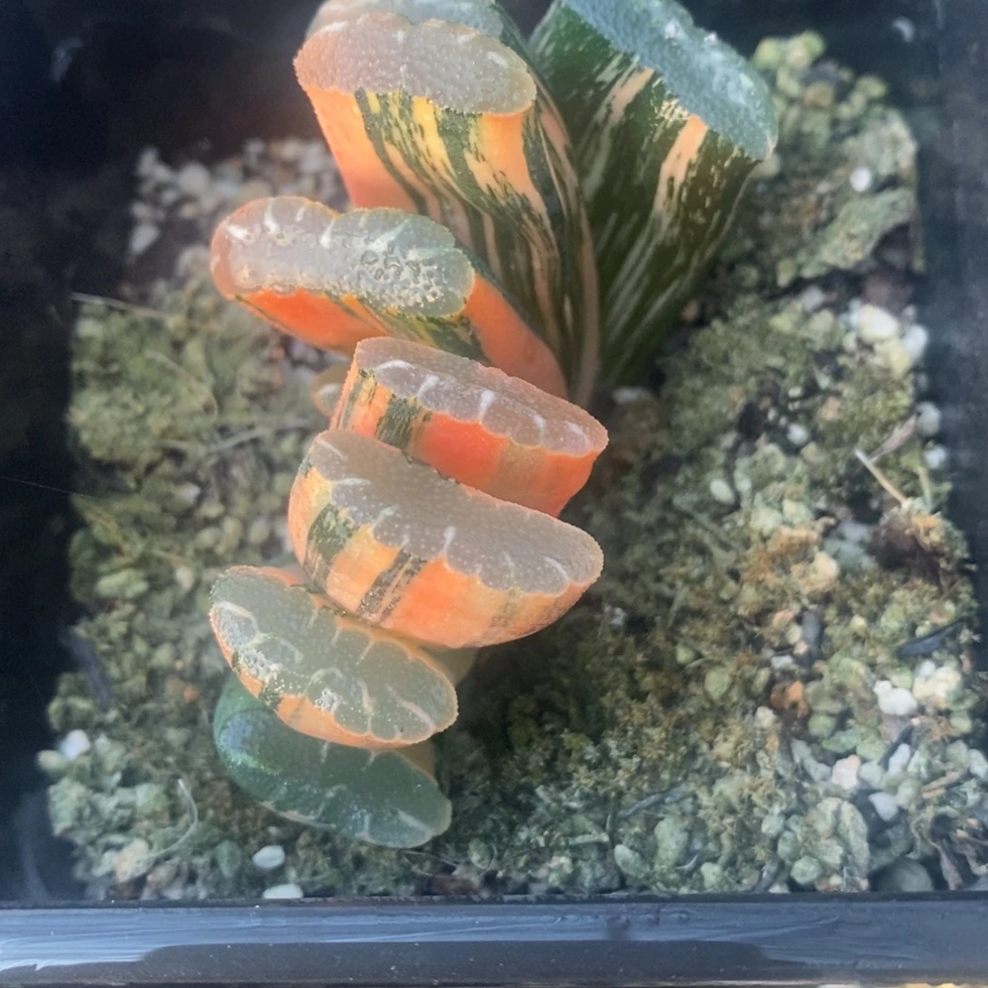 一颗实生玉扇锦 开播福利