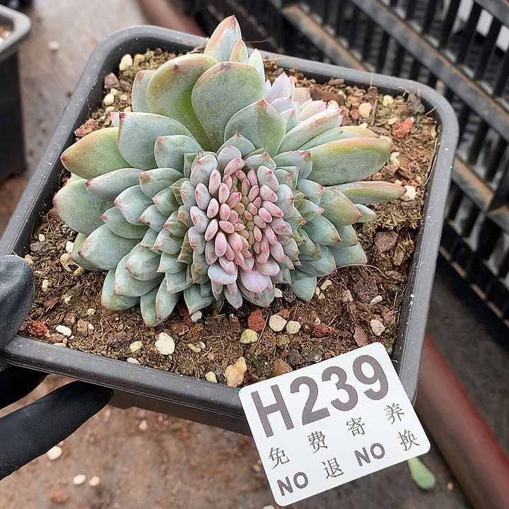 星星橙缀化 有侧切  非偏远38包邮 节后发
