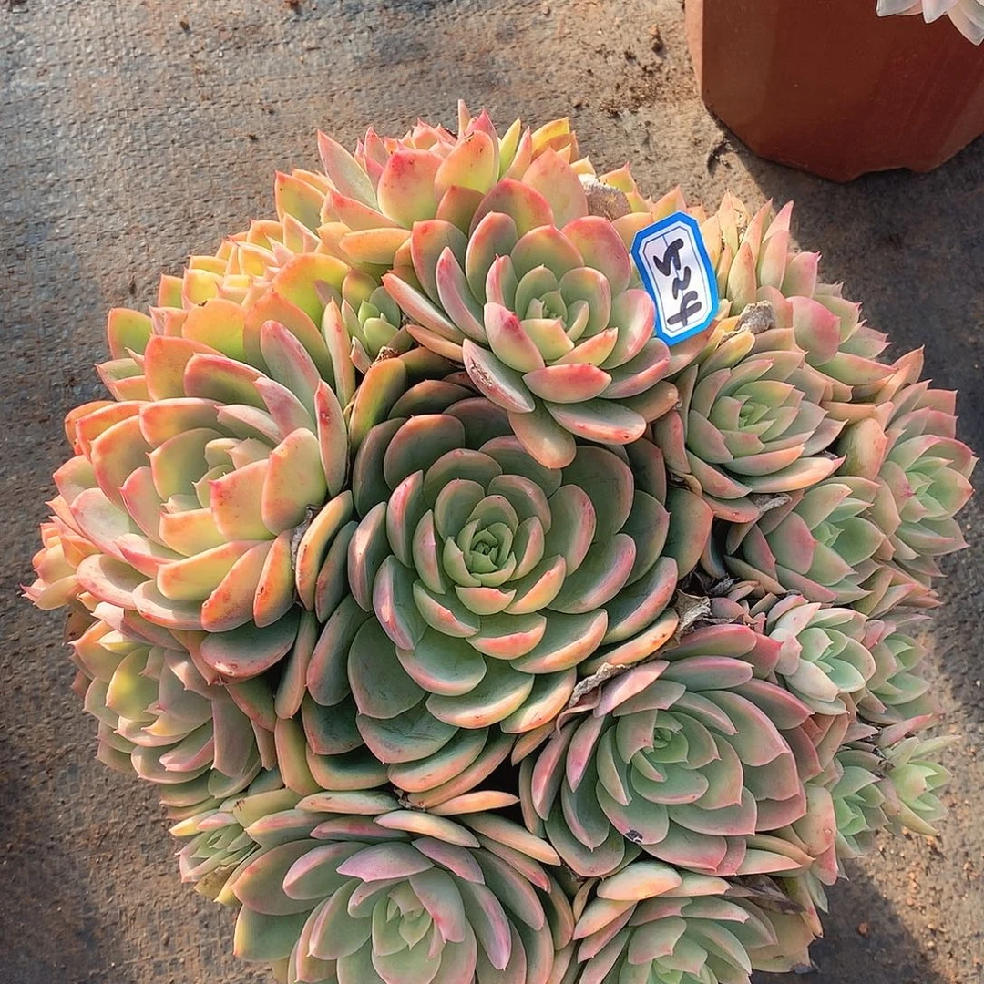 524丝绸一物一拍多肉