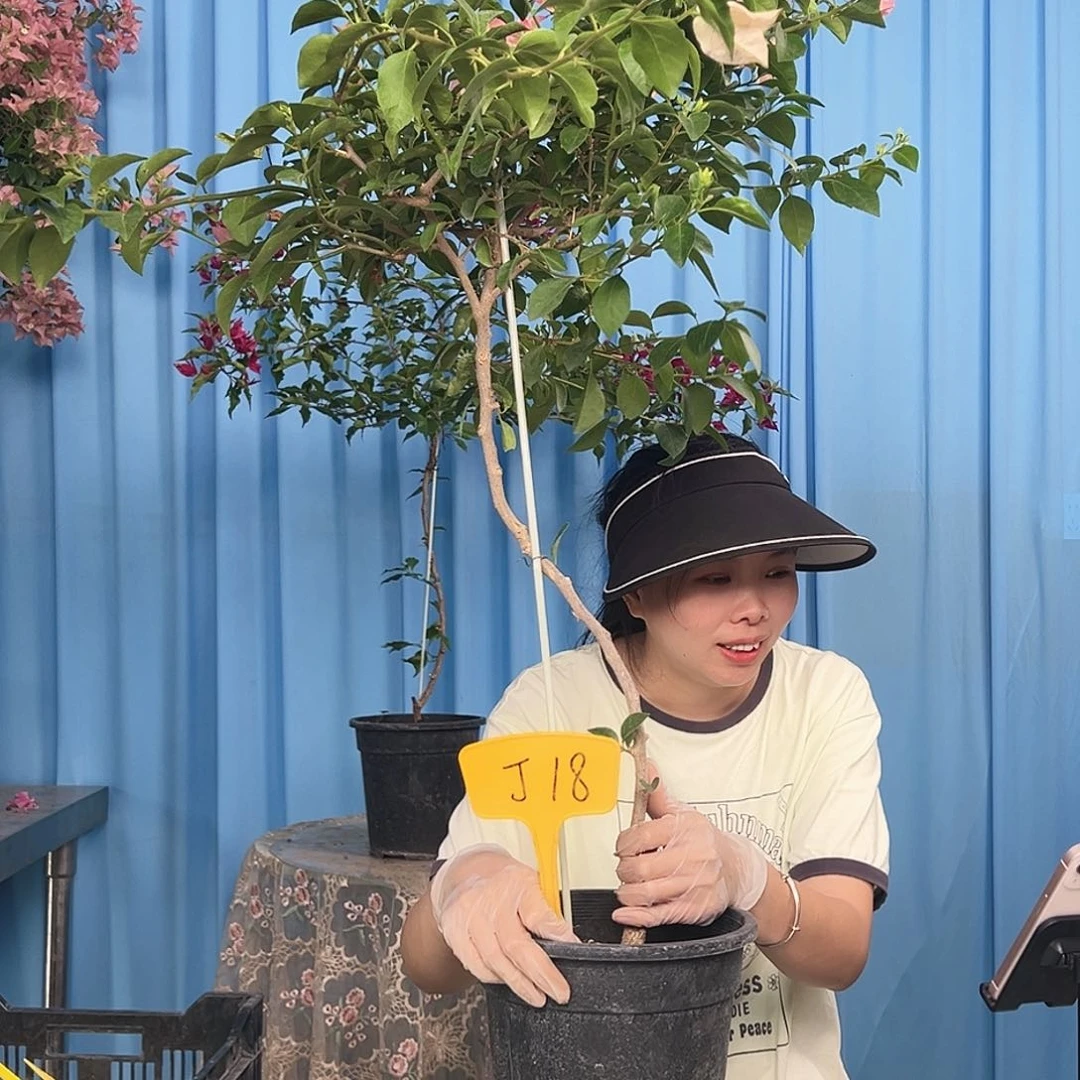 ****…当前无花栽培后可以开花J18卡亚塔
