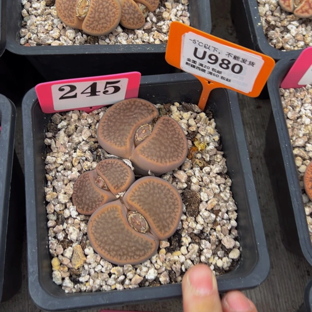 980 一物一拍，默认有伤，介意勿拍，不退不换