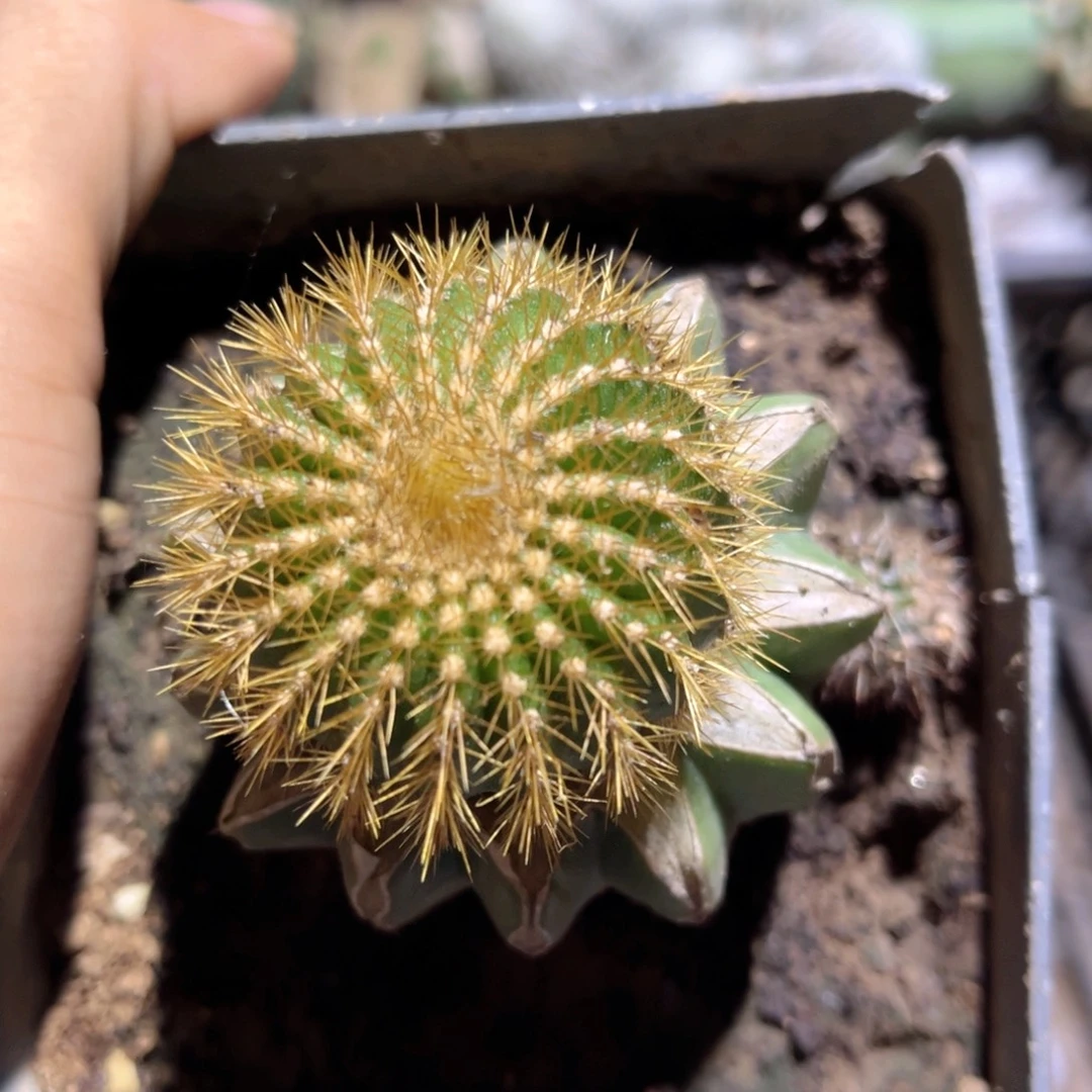 金刺优波球草球xrq