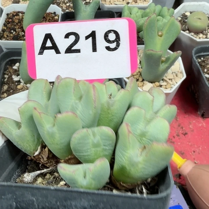 苹果手机在家里玩着电脑