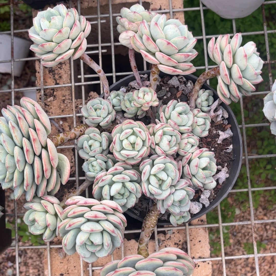 新疆西藏内蒙不包邮，香草