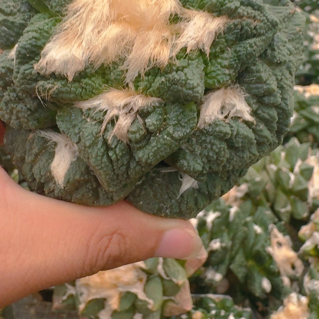 犀***牛仙人球开花一个 9 公分