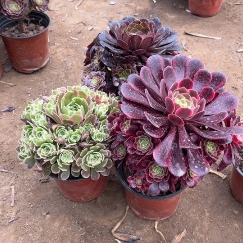 603多肉植物组合