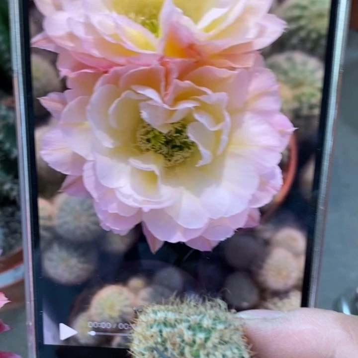 香香比心缀化侧芽2公分左右