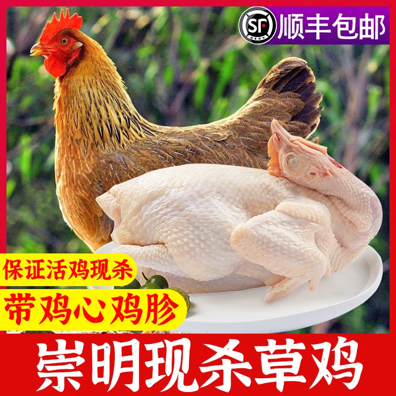 [发顺丰]崇明林地散养草鸡3斤鲜品带心肝胗现杀现鲜发推荐白切