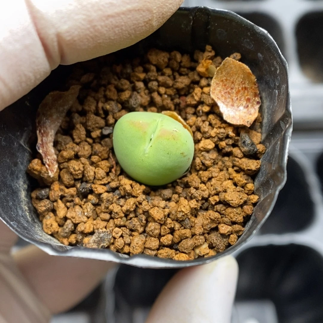 多肉植物肉锥杂交K-3798 将杂
