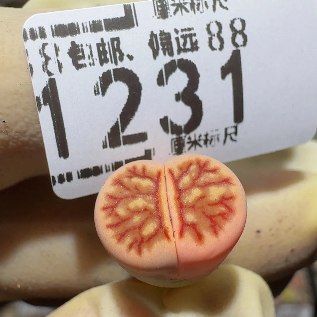 zzzzz生石花肉锥1231