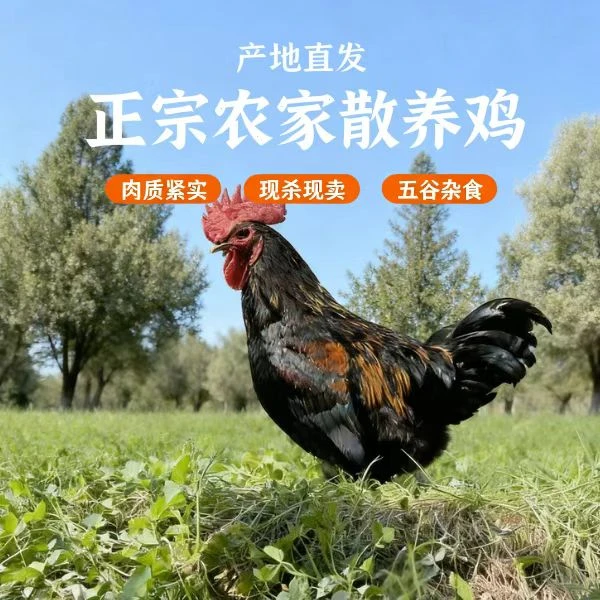 农家五谷杂食散养大公鸡现杀现卖2.5kg以上