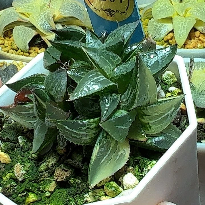 恭喜发财大吉大利0207酒吞