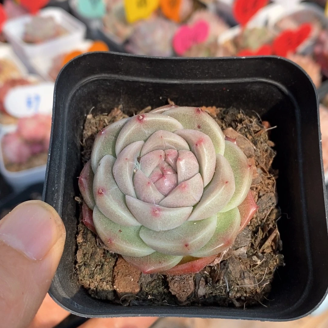 精品多肉一物一拍不包整32